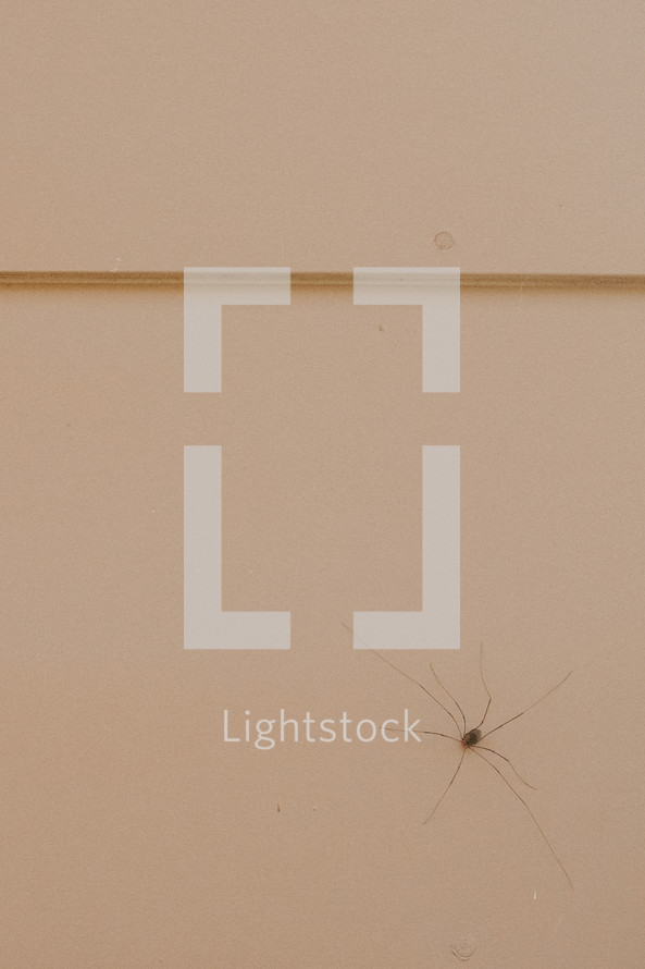Metal siding with daddy long leg spider