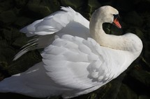 white swan 