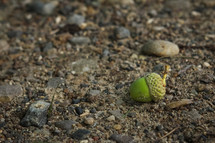 green acorn on gravel 