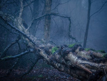 fallen tree in a misty wet forest 