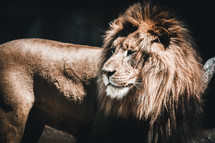 male lion 