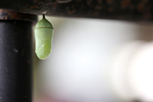 butterfly cocoon 
