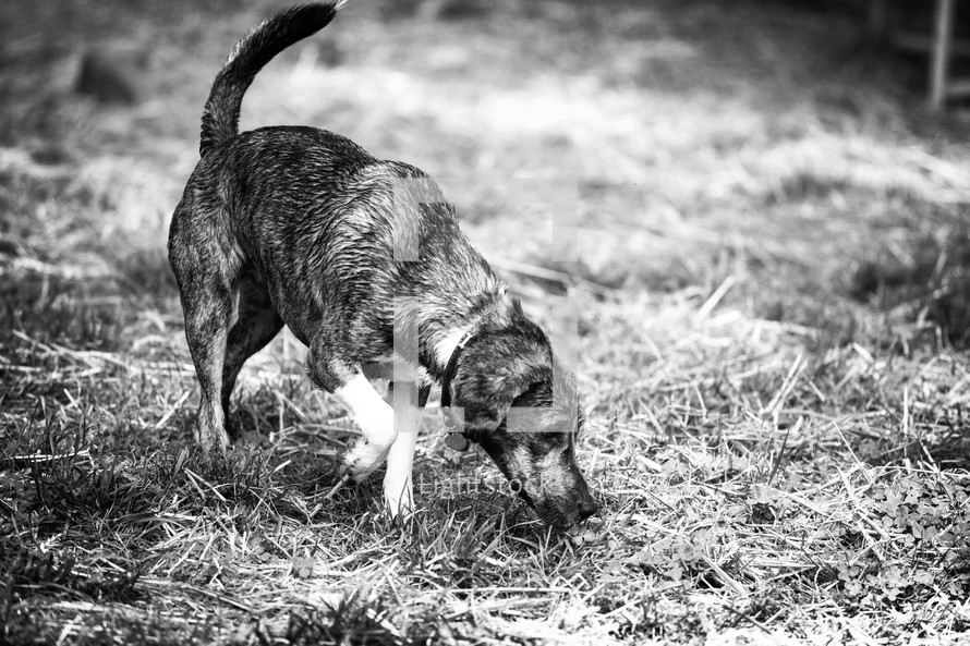 Hunting dog sniffing the ground.