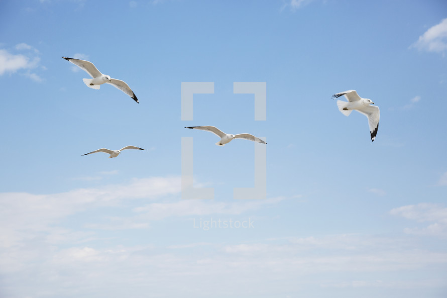 seagulls flying in a blue sky.