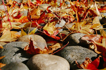 fall leaves on rocks