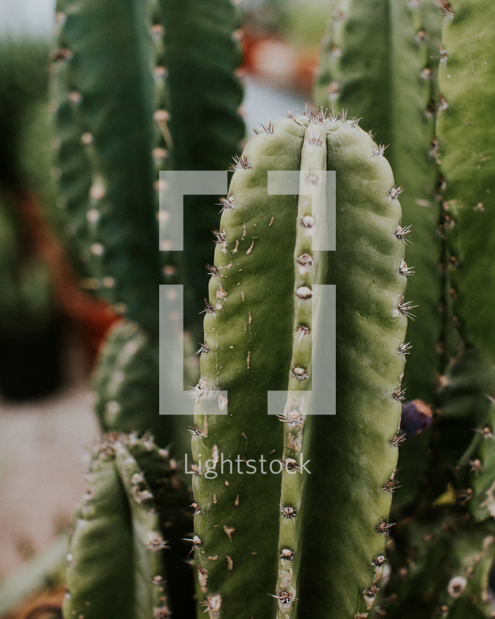 cactus spines 