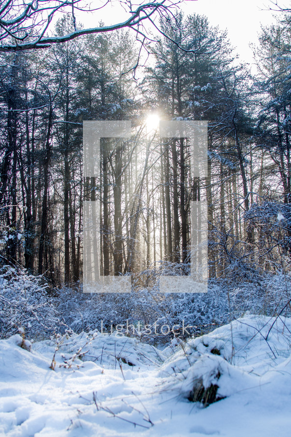sunlight through trees in a winter forest 