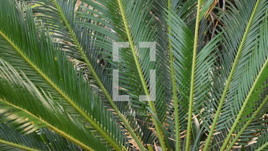 radiating palm fronds on a sago palm 