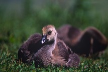baby geese 