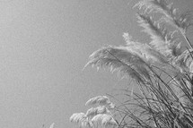 feathery grass 