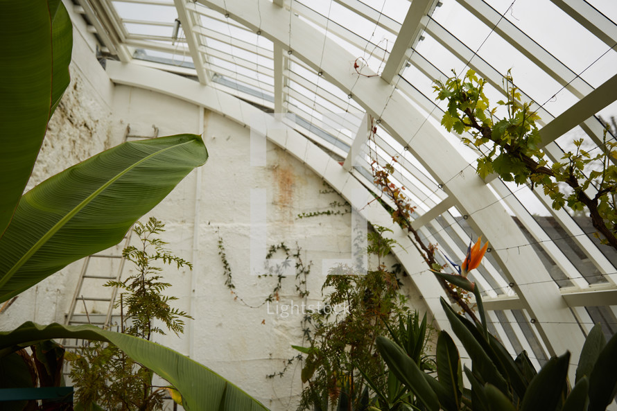 a greenhouse full of tropical plants 