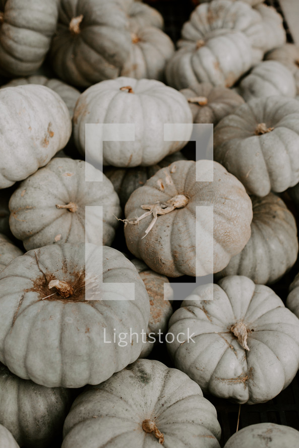 gray pumpkins