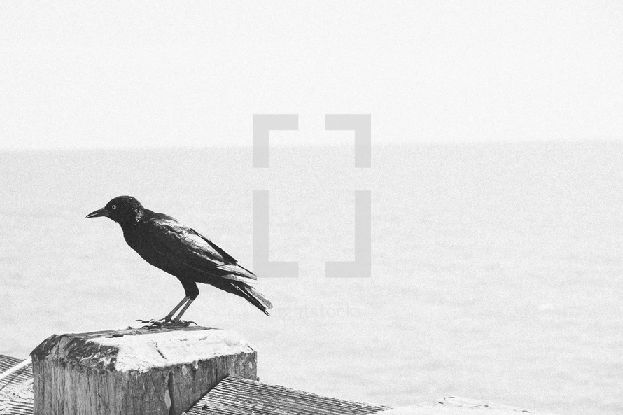 Black bird on a wooden pier.