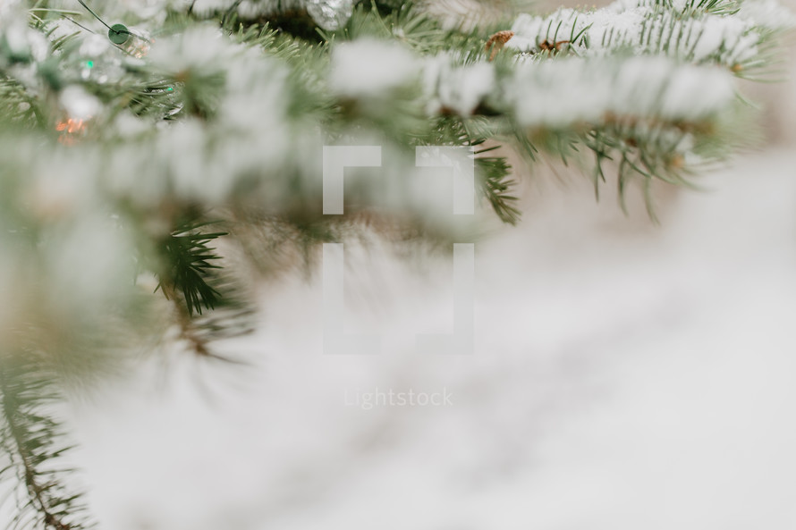 abstract focused boughs with snow