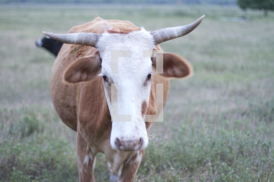 Texas cow