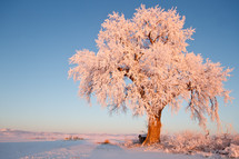 icy tree 
