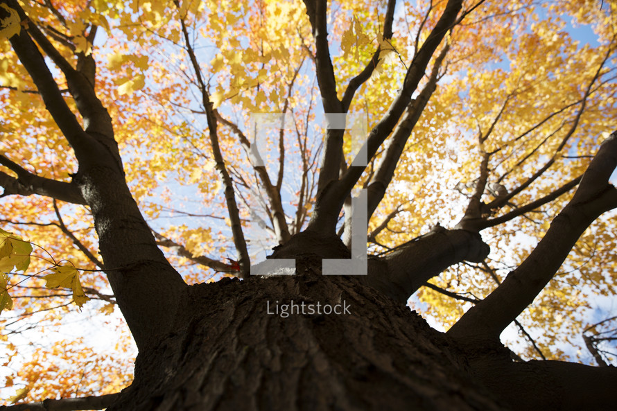 looking up to the top of a fall tree full of yellow leaves 