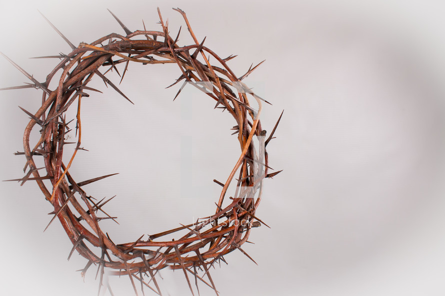 crown of thorns on a white background 