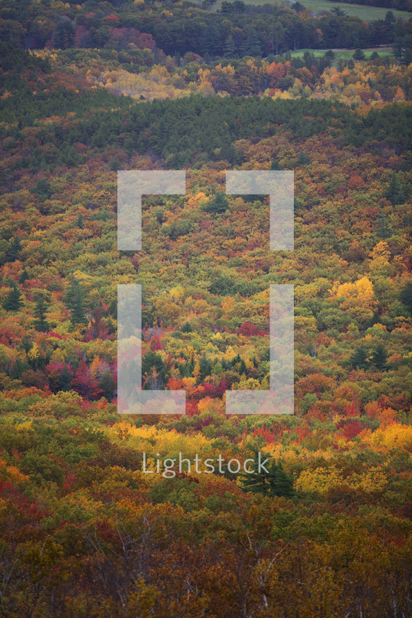 colorful fall trees background 