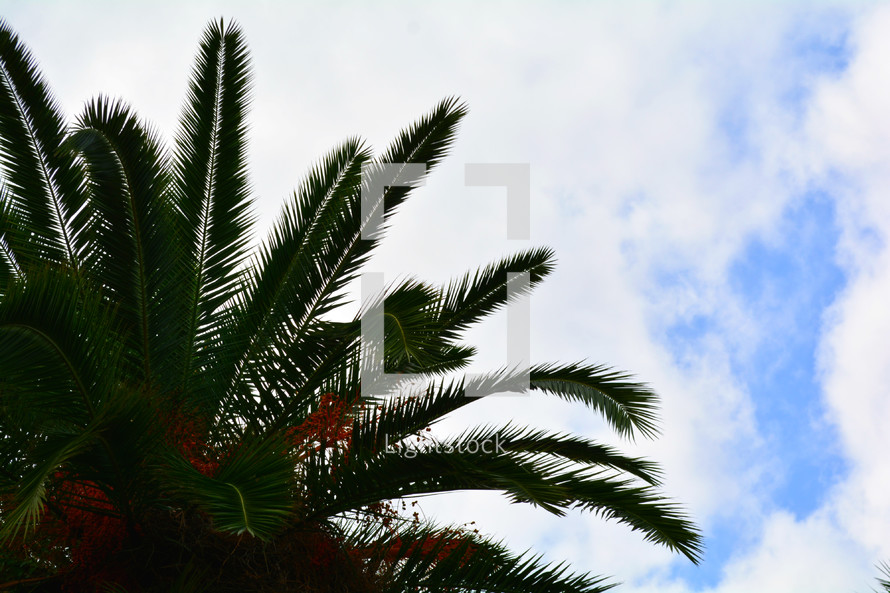 top of a palm tree 