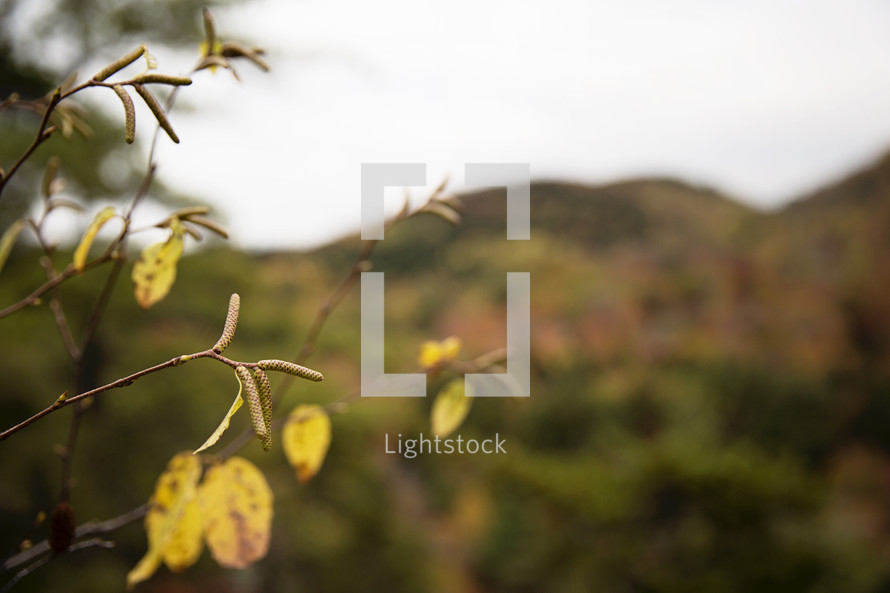 yellow leaves in the foreground and blurry mountain in background 