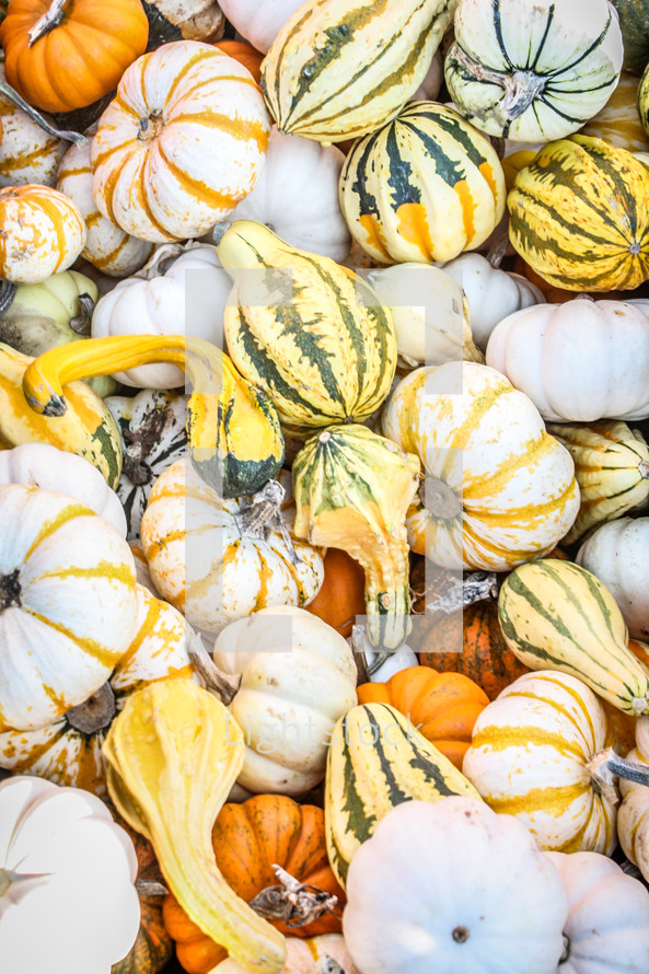 striped pumpkins and gourds 