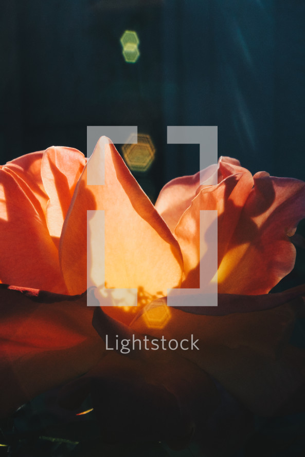 sunlight orange flower 