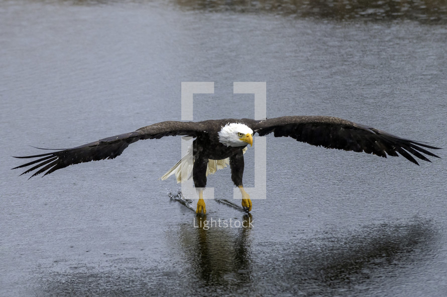 bald eagle flying over water 