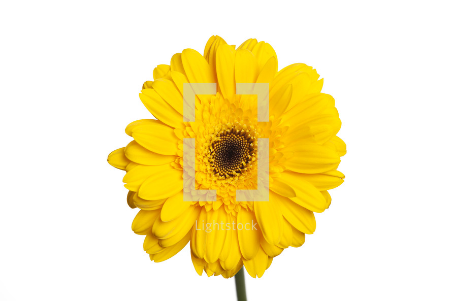 yellow gerber daisy against a white background 