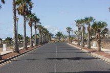 palm tree lined street 