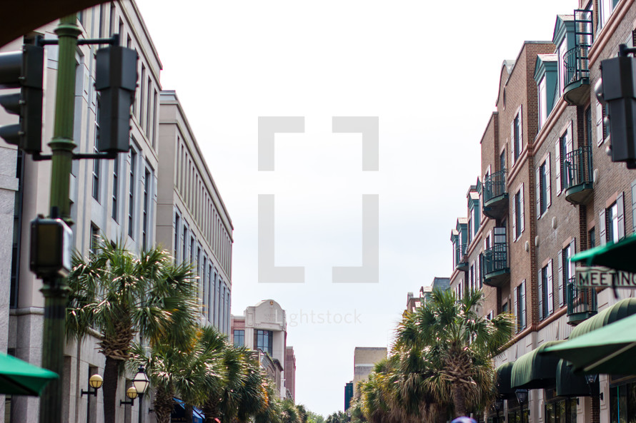 palm trees lining a city sidewalk 