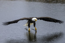 bald eagle flying over water 