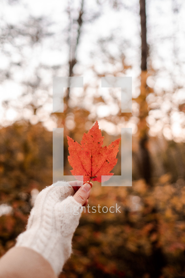 woman holding up an autumn leaf 