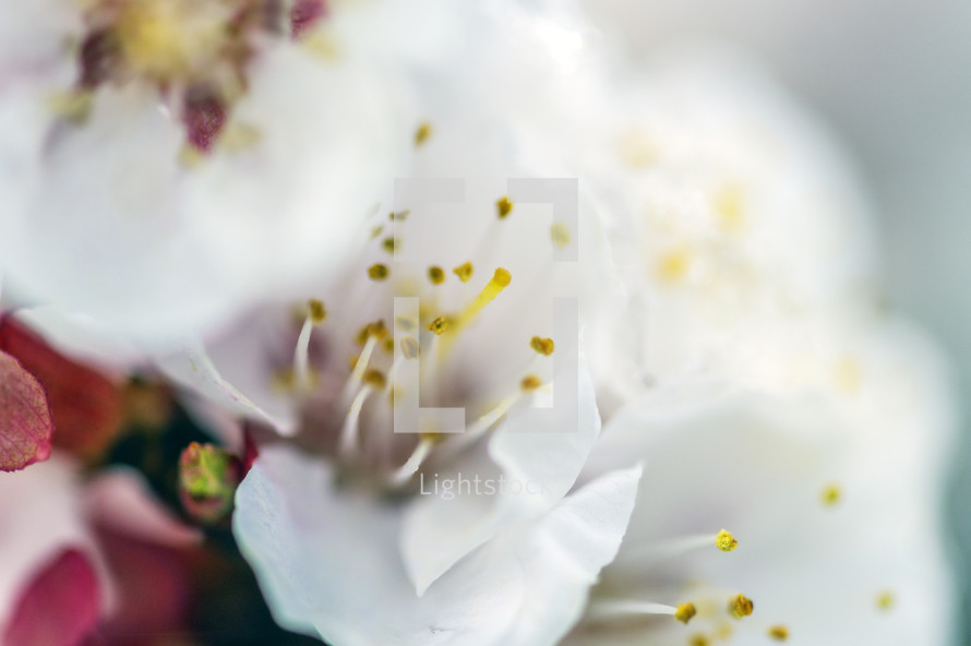 white spring blossoms closeup 