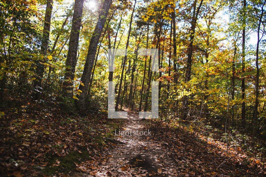 a path through a fall forest 