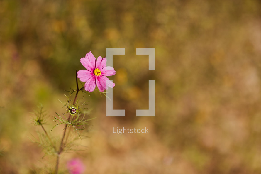 a pink wildflower 