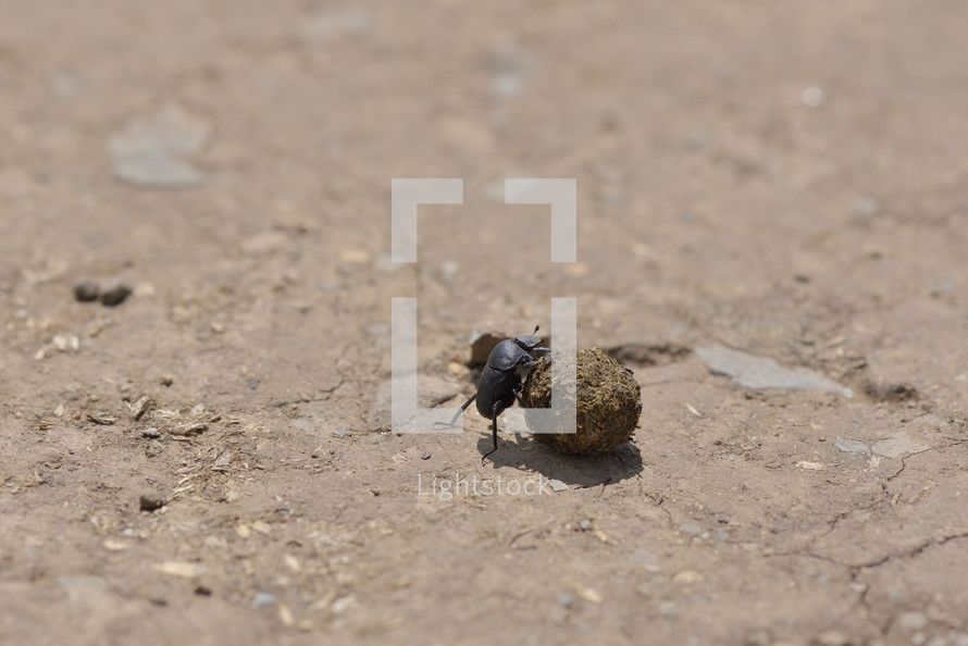 Dung beetle rolling across the dirt