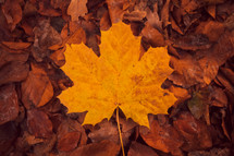 yellow fall leaf on the ground 