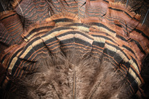 wild eastern turkey fan feathers  
