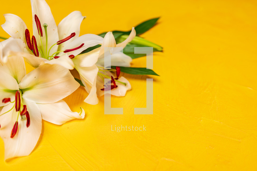 lilies on a yellow background 
