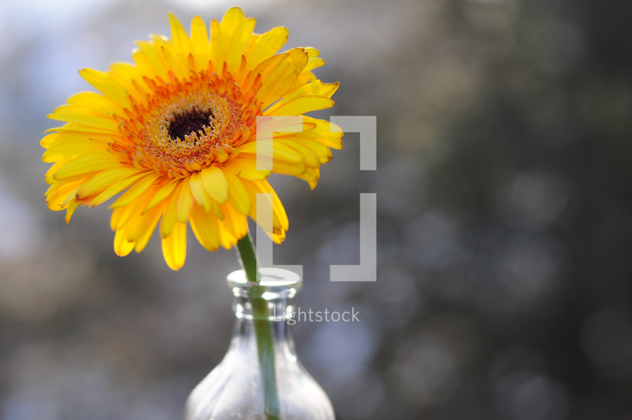 a yellow gerber daisy in a glass bottle 