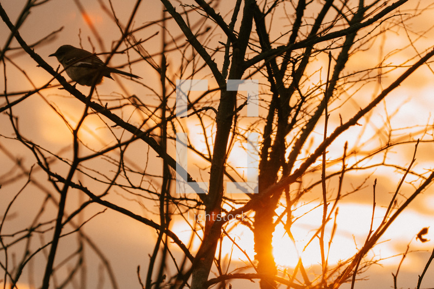 A Small bird perched on a small tree during sunset