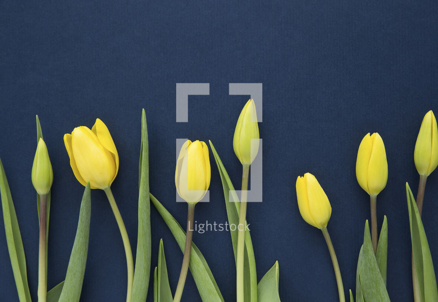 border of yellow tulips 