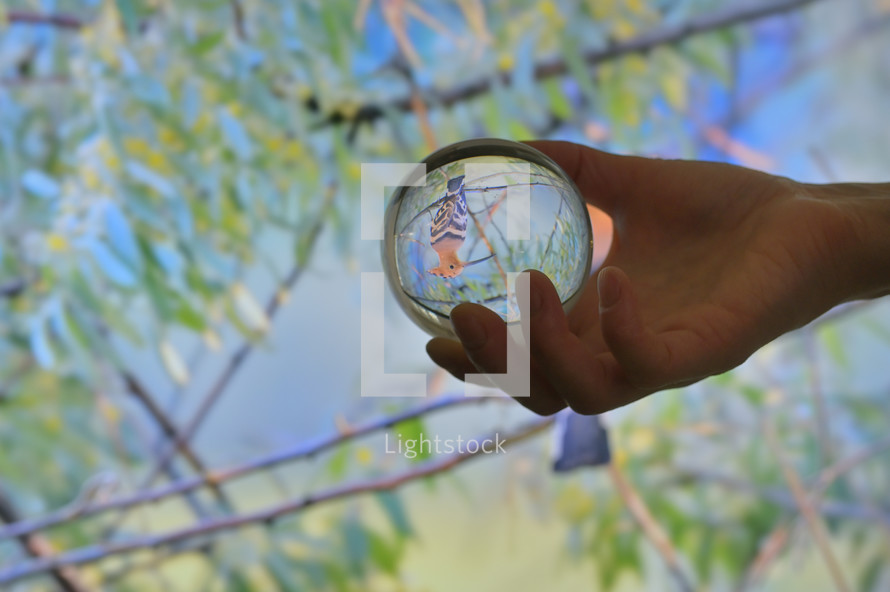 Glass Lens ball and eurasian hoopoe (Upupa epops) on summer branch