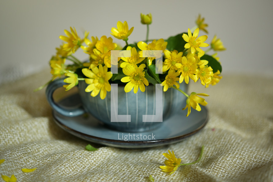 Yellow Lesser Celandine Flower in Tea Cup