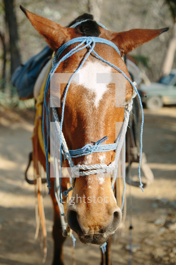 saddled mule 