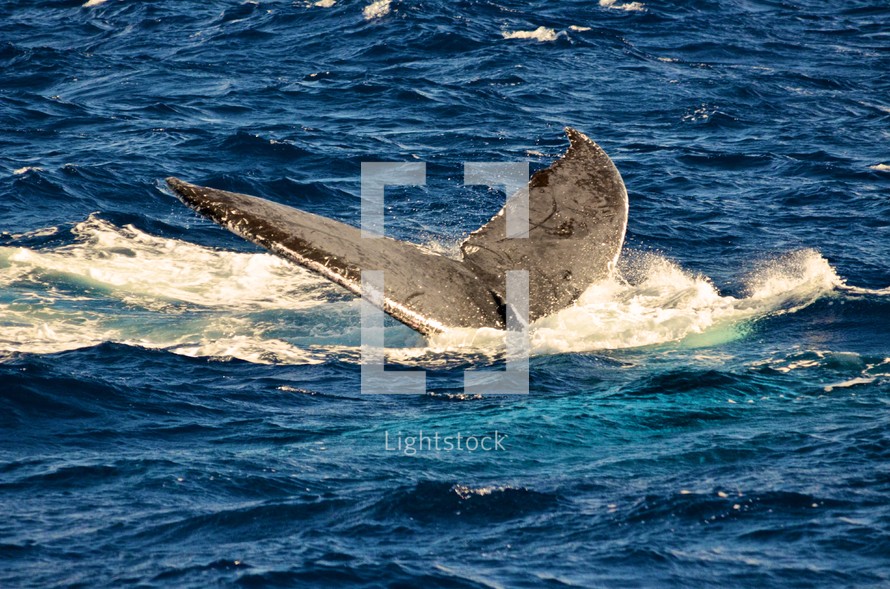 Whale tail fin