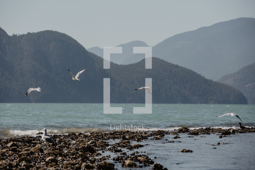seagulls flying over ocean shore