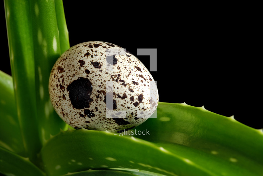 speckled egg on aloe 