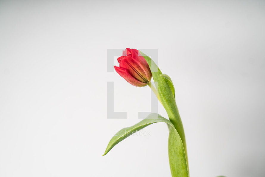 single red tulip on white 